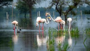 Top 10 Bird Sanctuaries in India