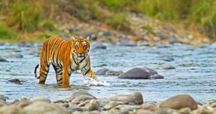 Top 10 Tiger Reserves in India