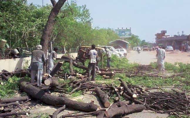 Is It Legal to Cut Trees on Private Property in India